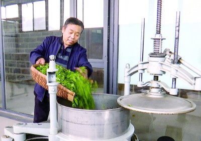 河北省石家庄市鹿泉区水峪村：连翘连起致富路