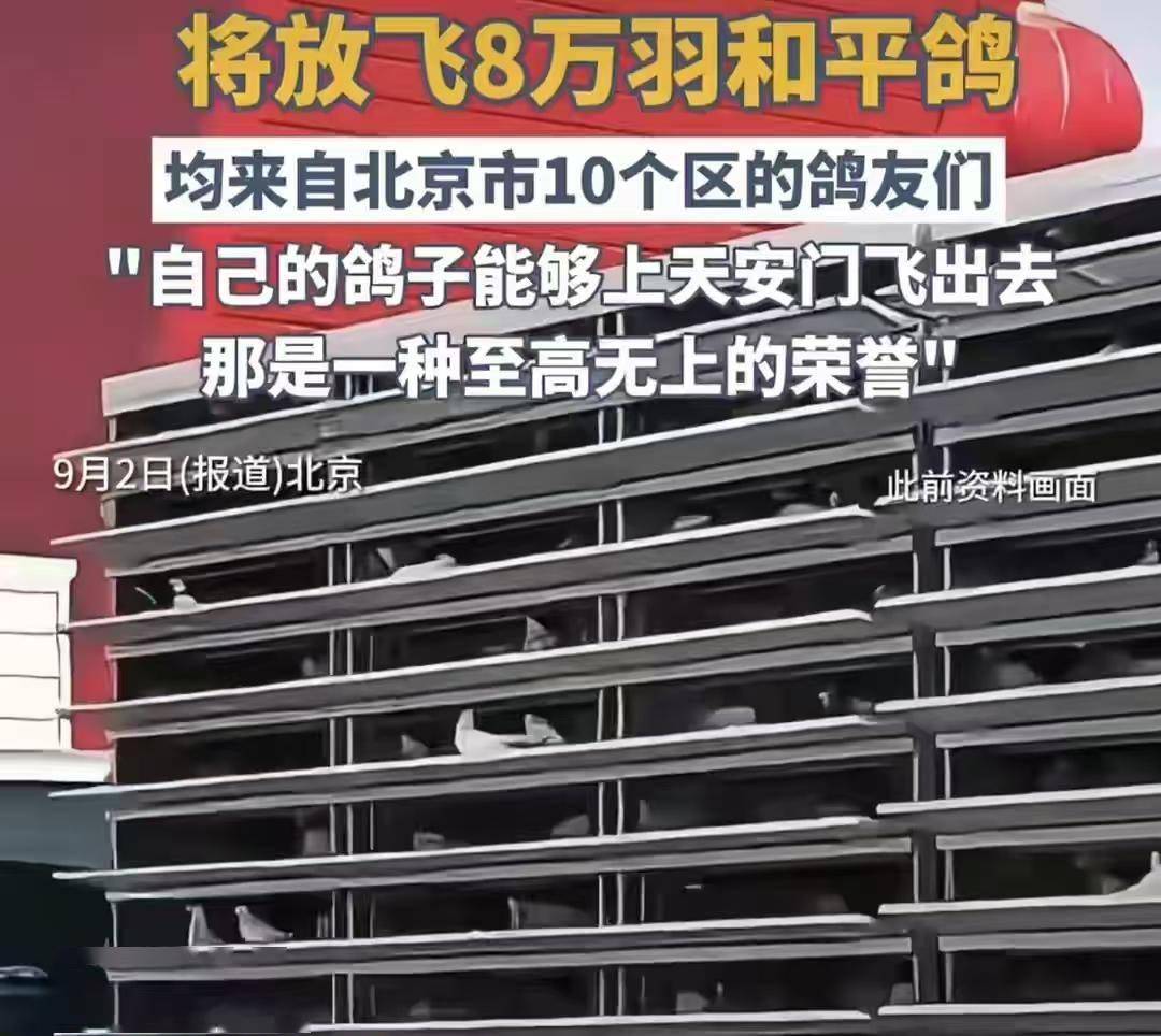 8万羽和平鸽15分钟归巢！背后藏多重“玄机”每只都获特殊荣誉